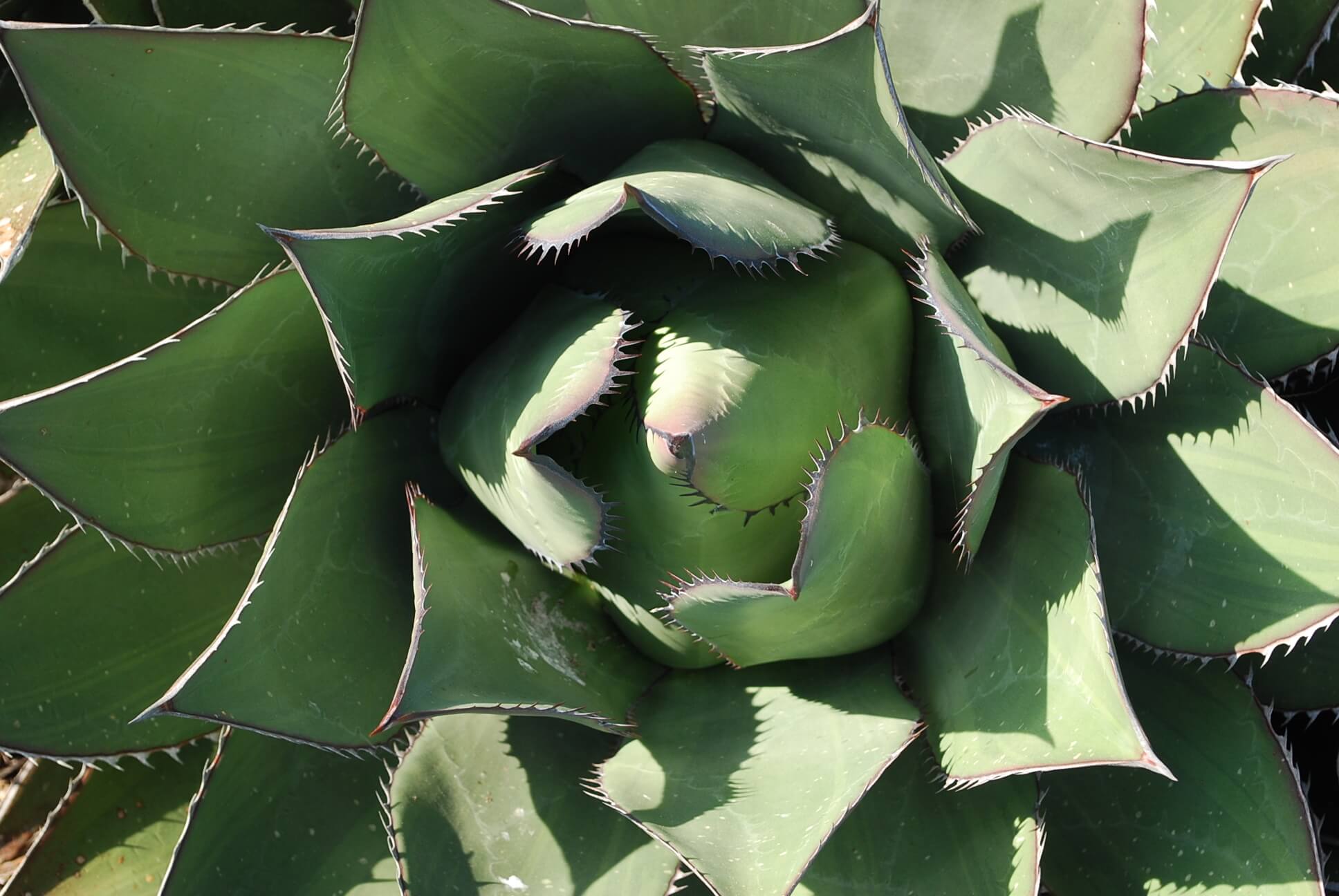 Agave shawii